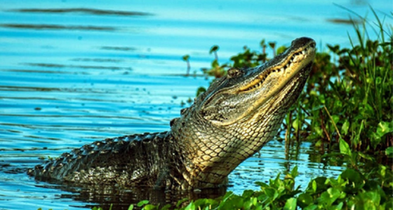 Crocodile-Park